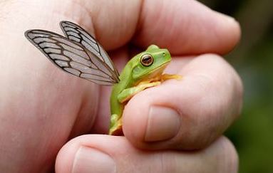 frog-with-wings
