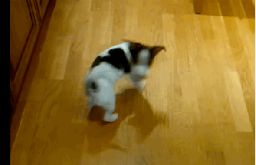 Featured image of post Dog Chasing Its Own Tail Gif Come on bill go to sleep